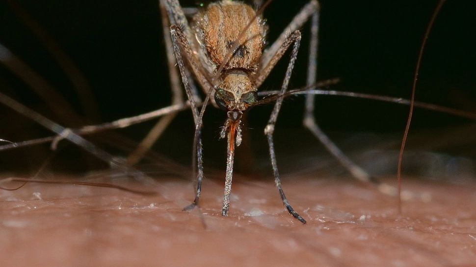 Această grupă de sânge este un adevărat magnet pentru țânțari. Specialiștii au deslușit preferințele supărătoarelor insecte