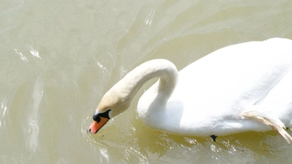 Lebădă cu aripi de înger - Clisura Dunării, mai 2023