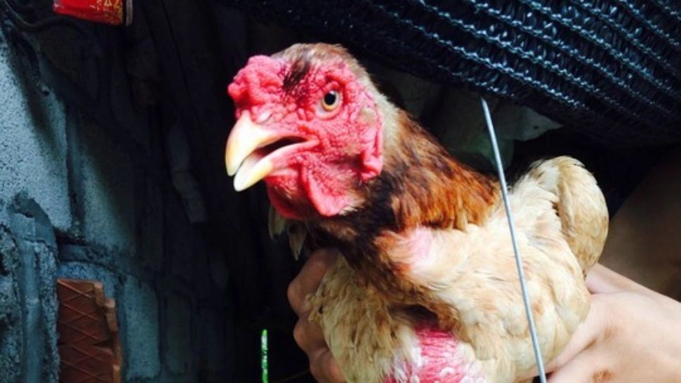 Găina dragon/Profimedia