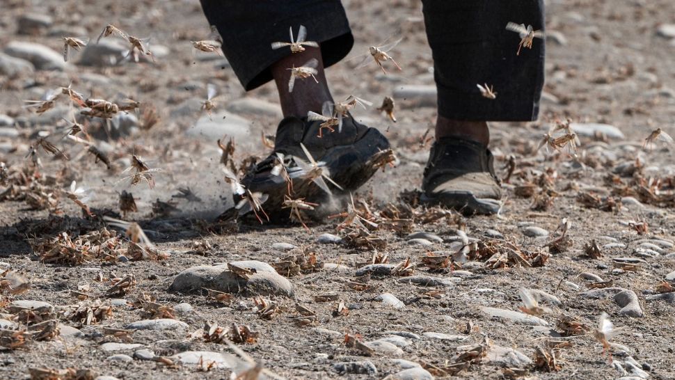 Invazie de lăcuste fără precedent. Oamenii se simt de parcă ar veni "sfârșitul lumii" - VIDEO