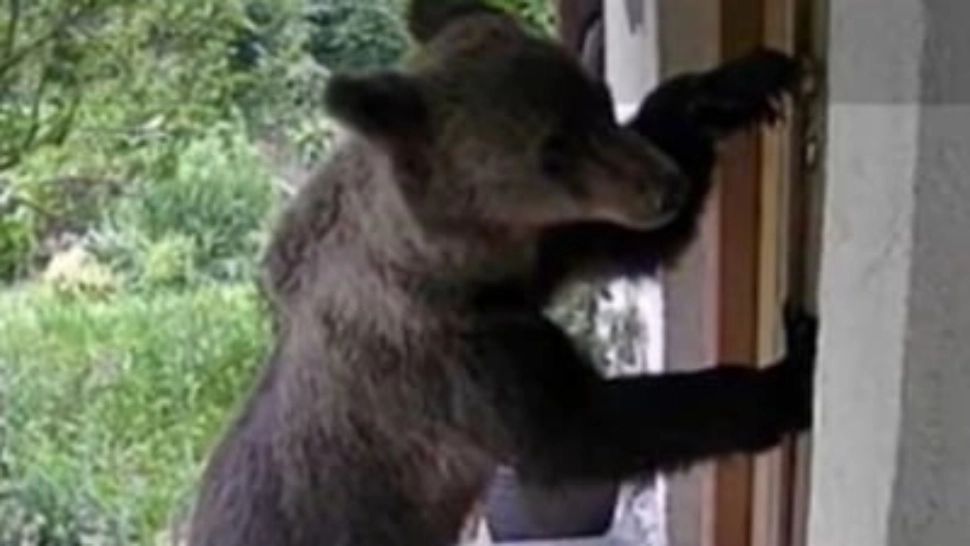 O familie din Brașov s-a trezit cu ursul în fața casei: "A încercat ușa" - FOTO