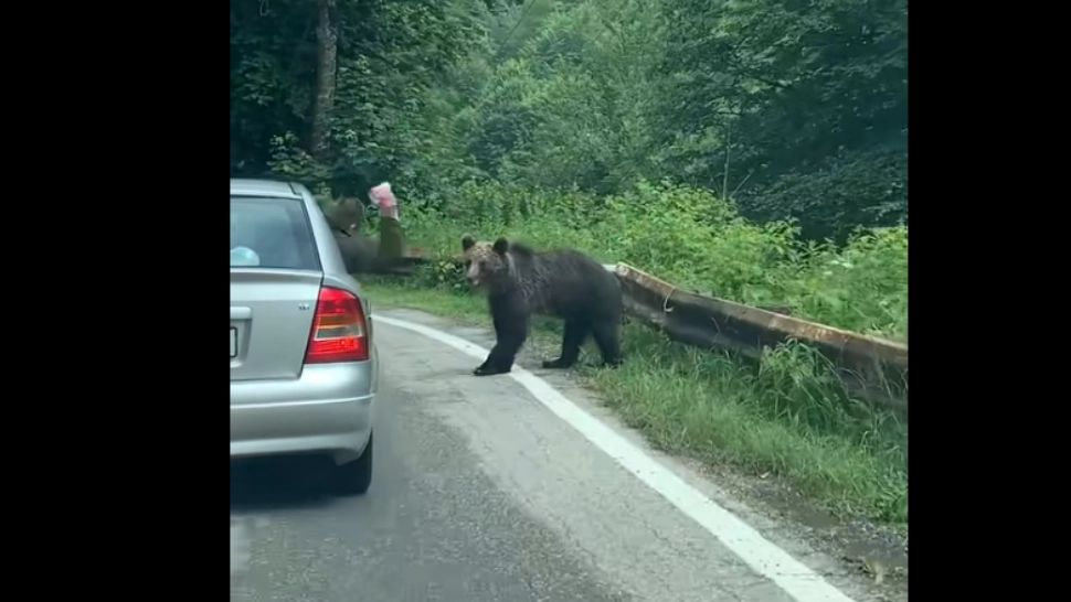 Urs atacat pe Transfăgărășan de pasagerul unui autoturism. VIDEO cu momentul agresiunii