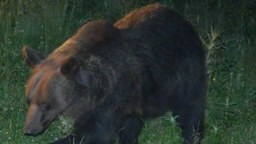 A fost muşcat de ursul pe care încerca să îl hrănească! Turist străin, implicat într-un ancident șocant pe Transfăgărăşan