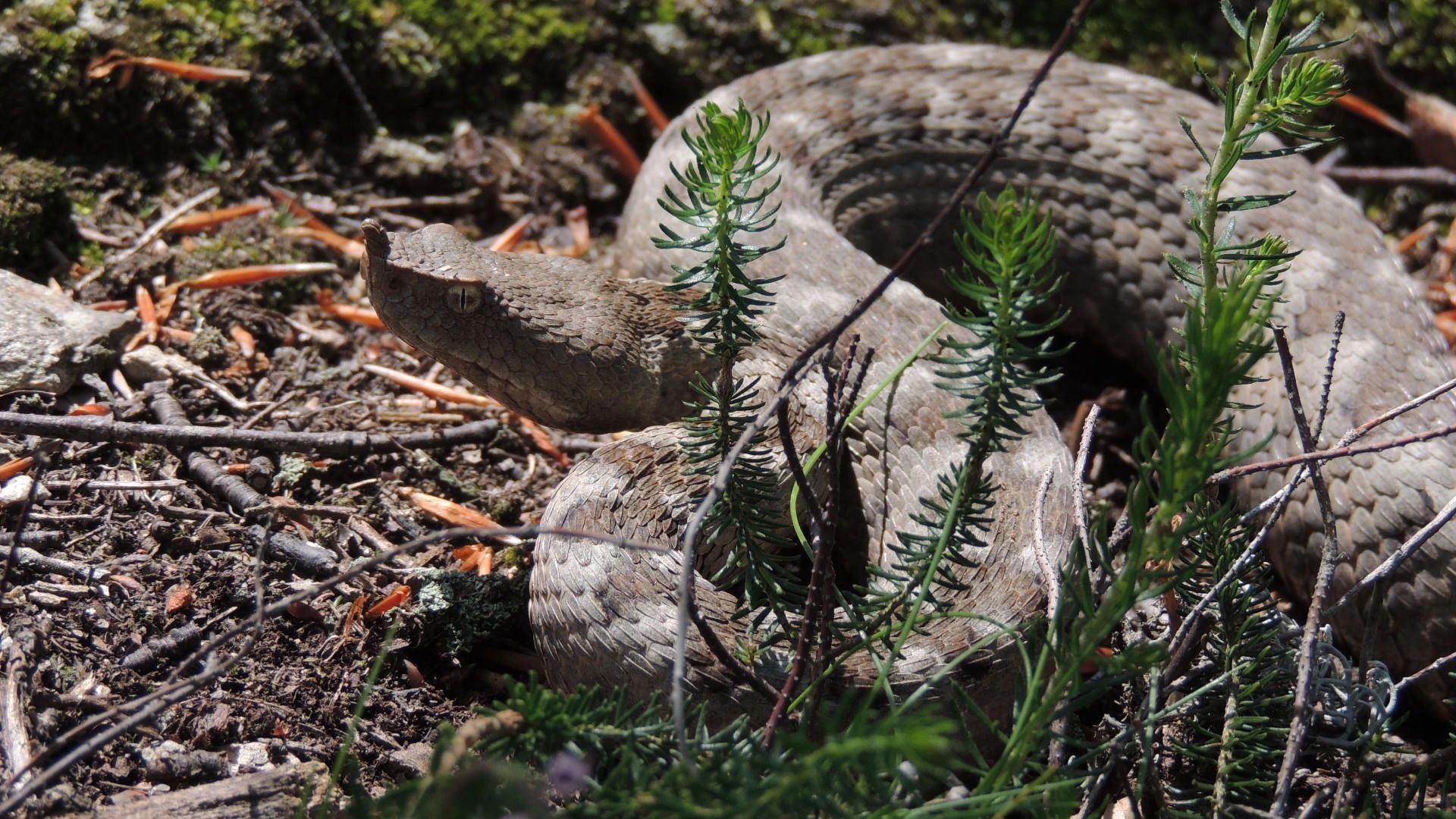 Vipera cu corn, unul dintre cei mai periculoși șerpi din Romnia. Foto/Herping Romania