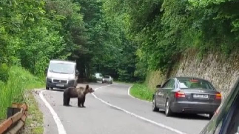 Urs stropit cu spray lacrimogen, pe Transfăgărășan. Val de reacții la adresa șoferului: Ești mai mai animal decât animalul! VIDEO
