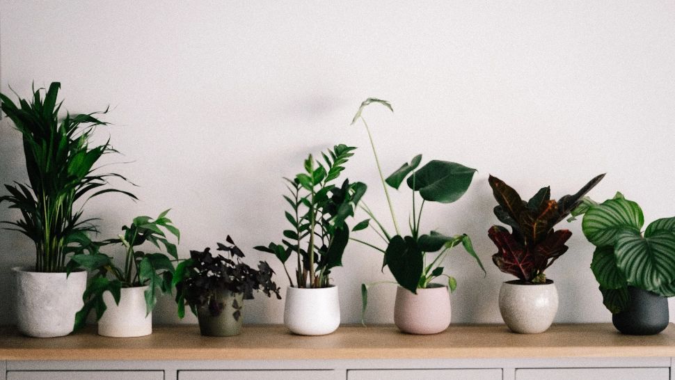 Plante apartament/ Foto: unsplash.com