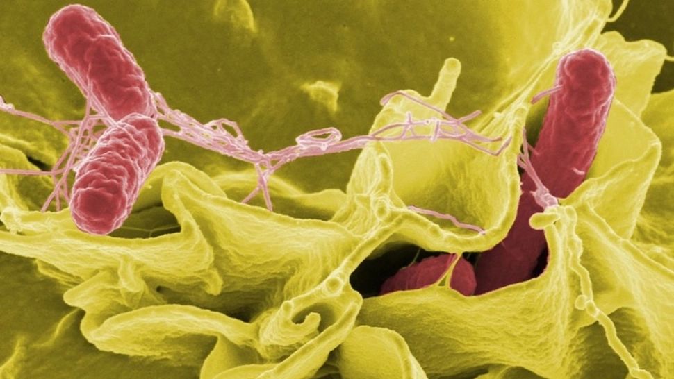 E.Coli în Marea Neagră