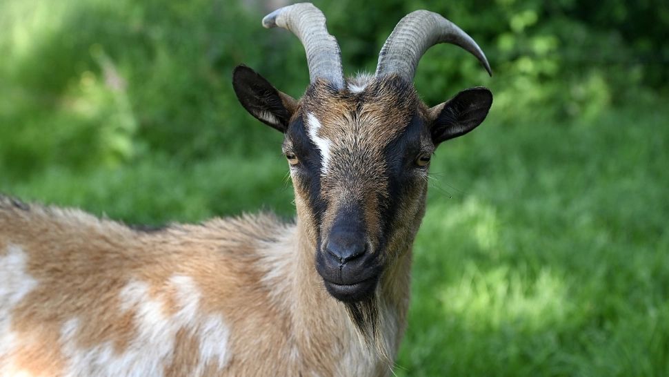 Autoritățile din New York apelează la capre pentru a curăța buruienile din parcuri