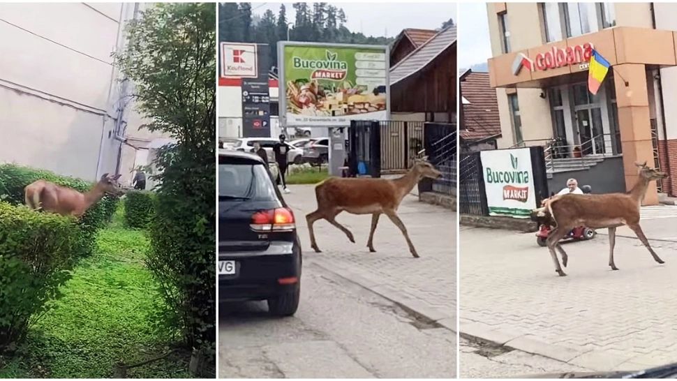 O căprioară delectează de câteva zile privirile localnicilor din Vatra Dornei. Foto: stirisuceava.net