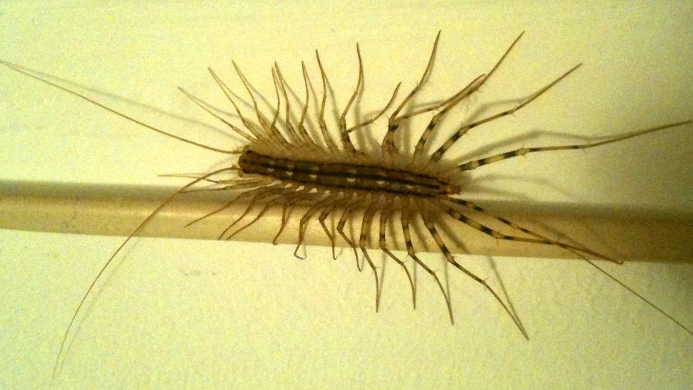 Insecta cunoscută sub numele de Scutigera coleoptrata este, de fapt, binefăcătoare mediului în care trăiește