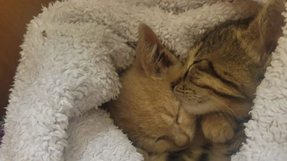 Cum scapi de mirosul de pisică în casă? Trucuri extraordinar de ieftine și eficiente 