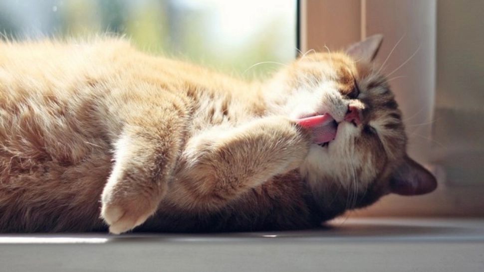 Motivul incredibil pentru care pisicile adoră să stea la soare