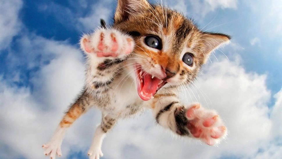 De ce pisicile cad întotdeauna în picioare? Capacitatea „supranaturală” a felinelor, analizată pe îndelete