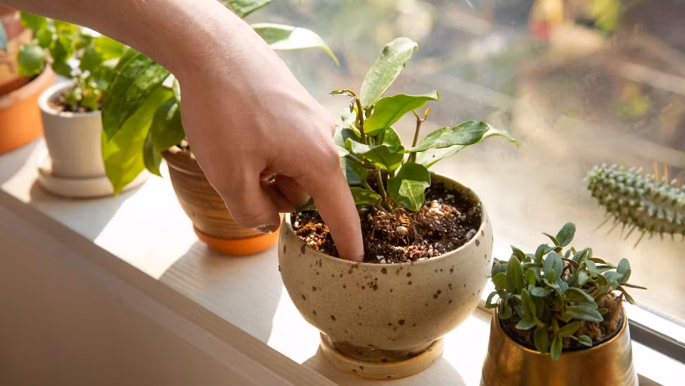 STUDIU. Care este cea mai sănătoasă plantă din lume și ar trebui să o consumăm mai des