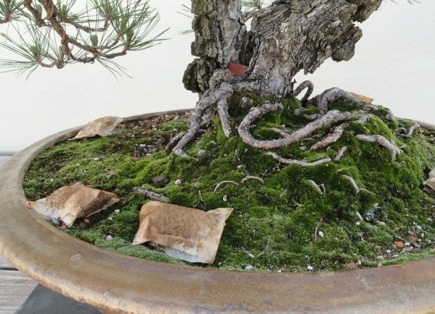 Pune un pliculeț de ceai folosit în ghiveciul cu plante. Vei vedea efectul fabulos după 3 zile