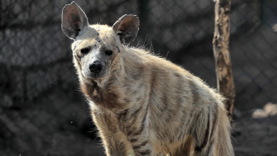 Și animale sunt TRANSEXUALE. Își schimbă genul sau sunt masculi și femele în același timp