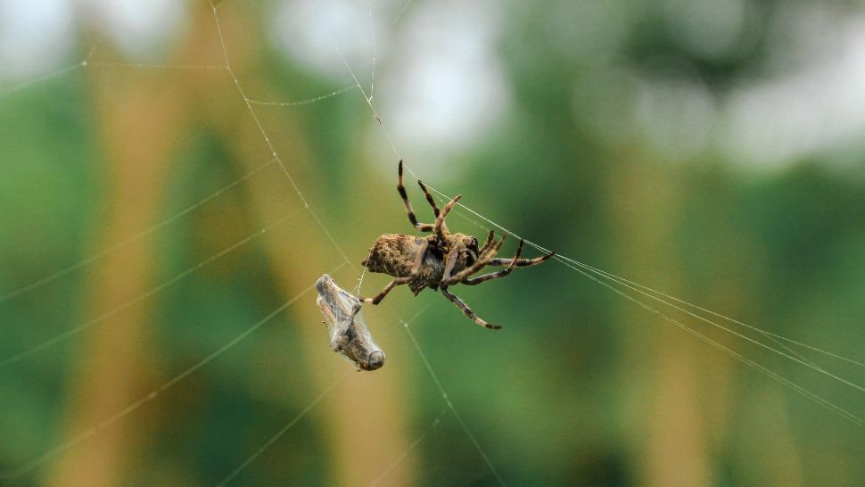 Insecte / Foto: unsplash.com