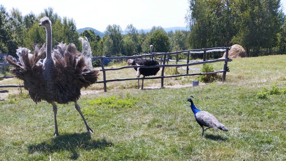 O vulpe ucisă și mâncată de struți la o fermă din Gorj. Foto: Facebook/Ferma lui Marcel