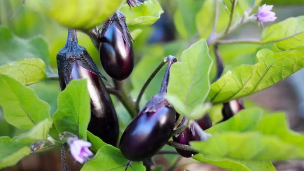 Vinetele sunt cele mai sănătoase legume din lume: TOP 10 motive să le consumi - Sunt excelente pentru dietă