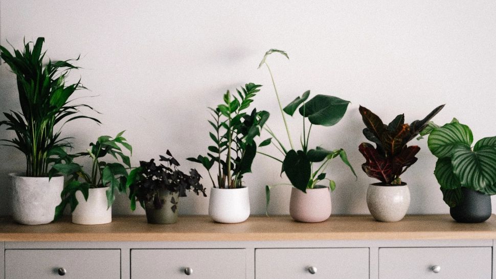 Plante apartament/ Foto: unsplash.com