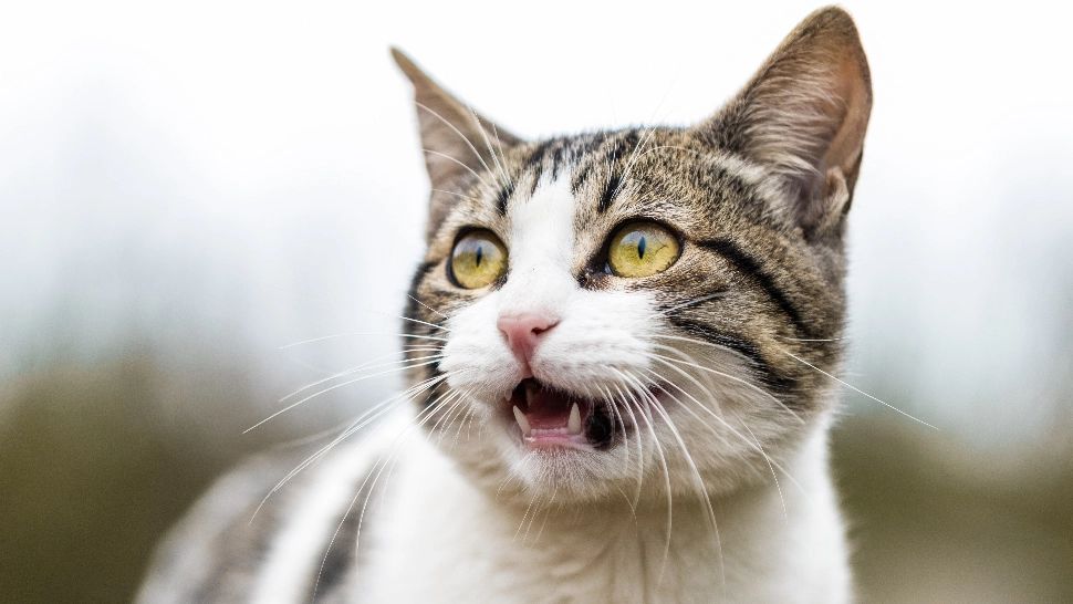 Pisică speriată/ Foto: unsplash.ro