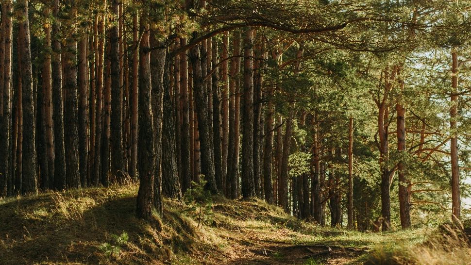 Pădurar, amenințat cu moartea de un grup de braconieri de trufe! Bărbatul s-a trezit cu ei la poartă/ Foto: unsplash.com