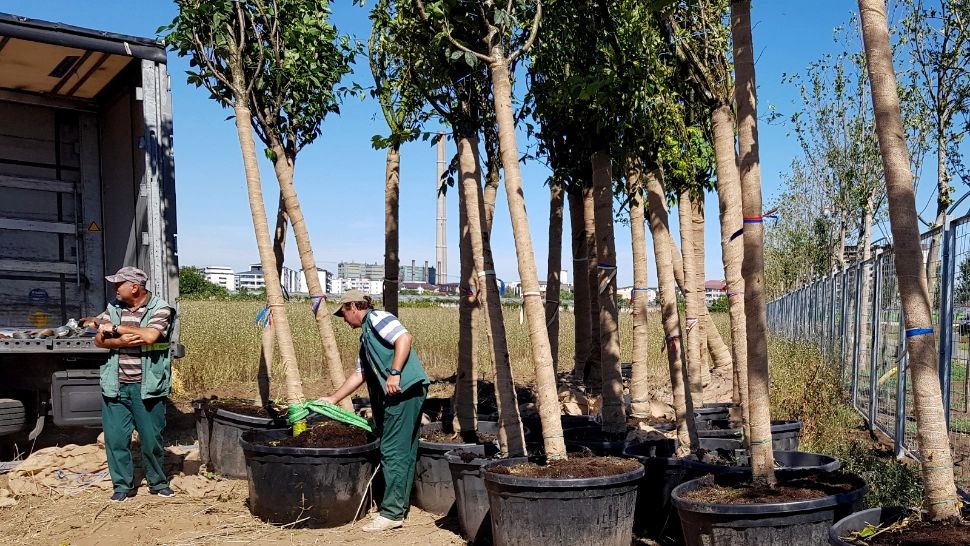 Parcul Tudor Arghezi se transformă într-o veritabilă pădure urbană
