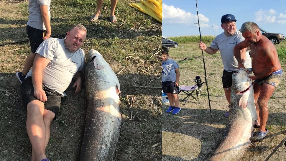 Operațiunea "Monstrul" de Botoșani. Cum arată un pește de 70 de kilograme? - VIDEO