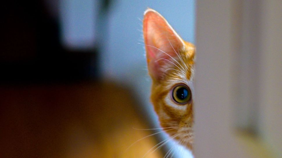 Animal de companie/ Foto: unsplash.com 