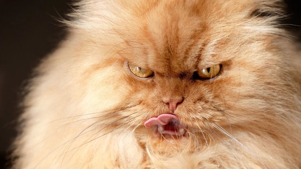 Cele mai MIAU vedete feline. Mulți influenceri umani și-ar dori audiența lor - GALERIE FOTO