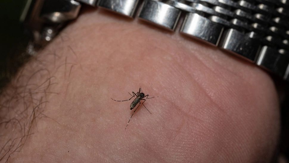 Țânțarul care provoacă infecția cu virusul West Nile. Foto: Profimedia