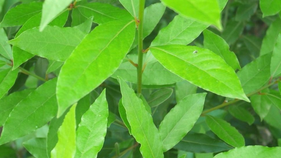 Pune o frunză de dafin în toaletă: rezultatul este uluitor