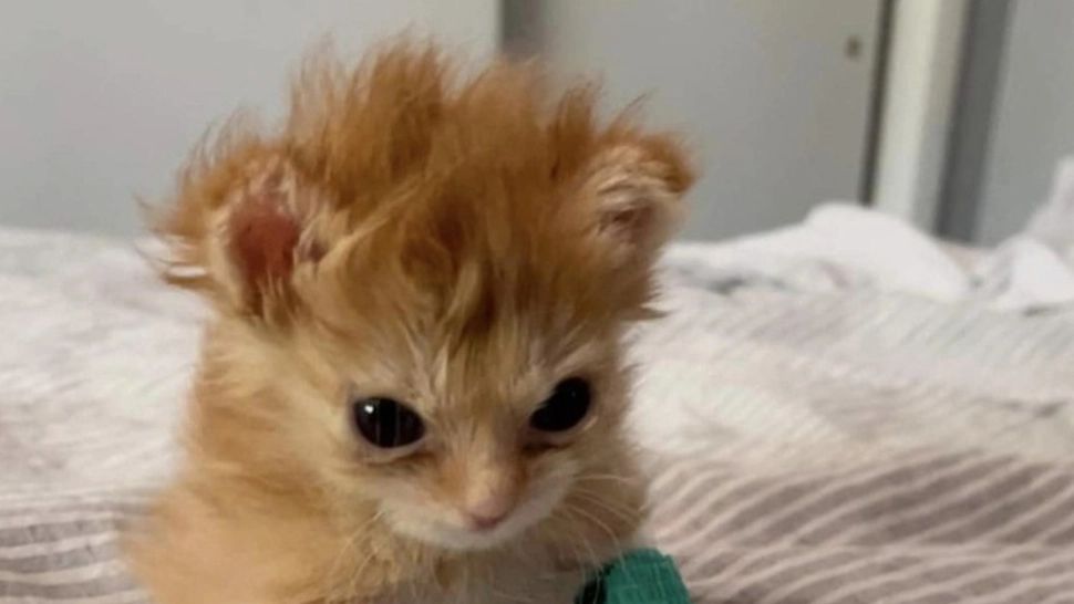 8 august, Ziua Internaţională a Pisicii. Tu ce cadou i-ai făcut?