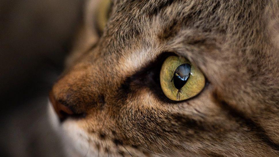 Cum afli care este animalul tău spiritual - Cifrele spun tot