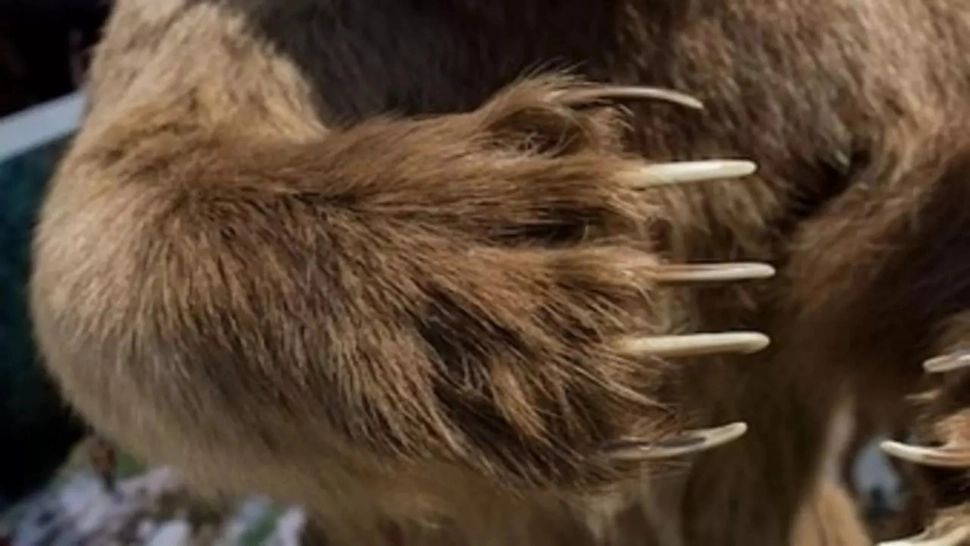 Autoritățile ploieștene, ținute pe jar de un urs. Animalul, căutat inclusiv cu drone 