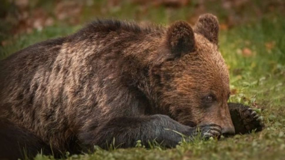 Bărbat mușcat de urs, Bistrița-Năsăud    Foto: Adrian Lupșan