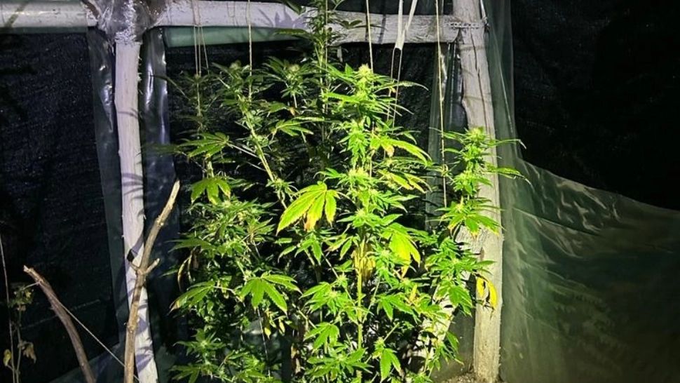 Un profesor din Bacău și-a făcut o seră specială de cultivat canabis