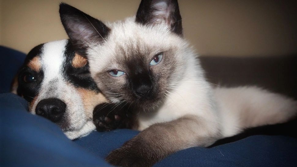 Animalele care ar putea vedea spirite