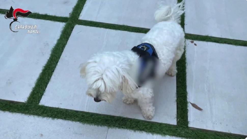 Liderul unui clan mafiot italian, prins cu ajutorul unui cățel. Foto: Twitter/X
