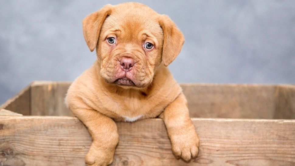 Amenda usturătoare primită de o femeie care a abandonat un cățeluș pe câmp