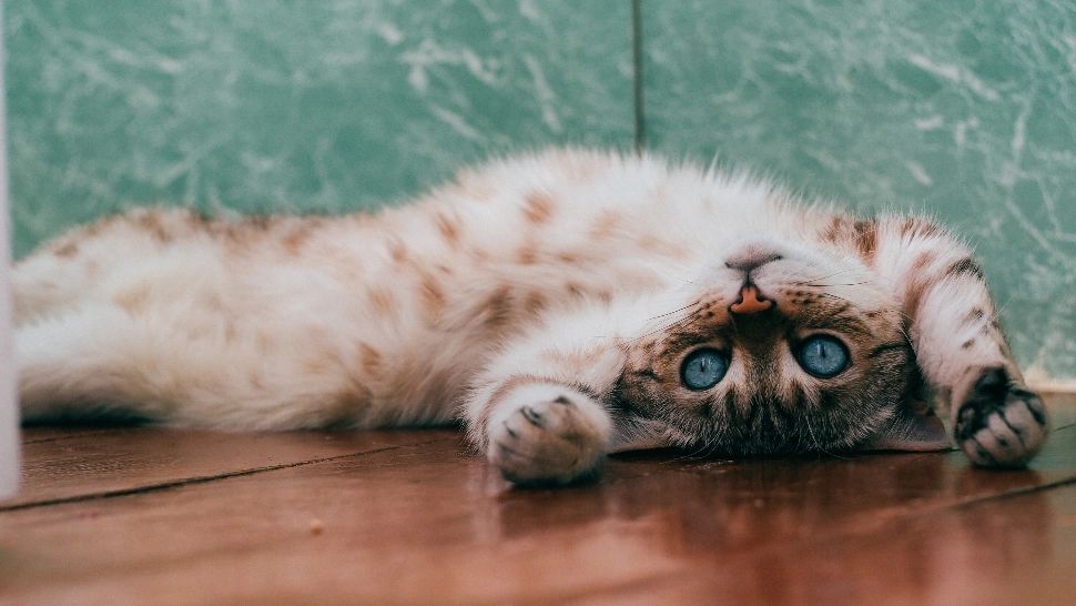 Ce înseamnă atunci când o pisică se freacă cu capul de tine? Semnificația incredibilă a acestui gest simplu/ unsplash.com