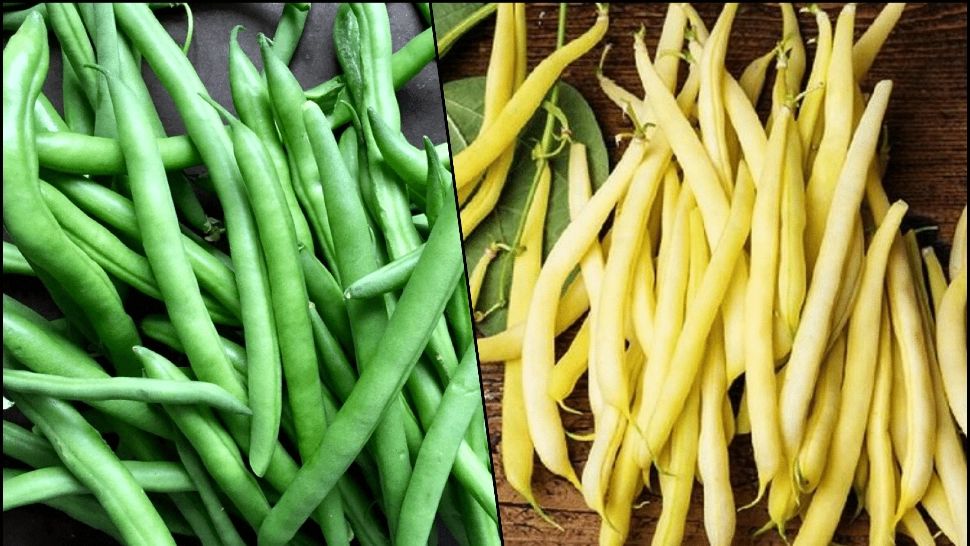 Fasole verde vs fasole galbena