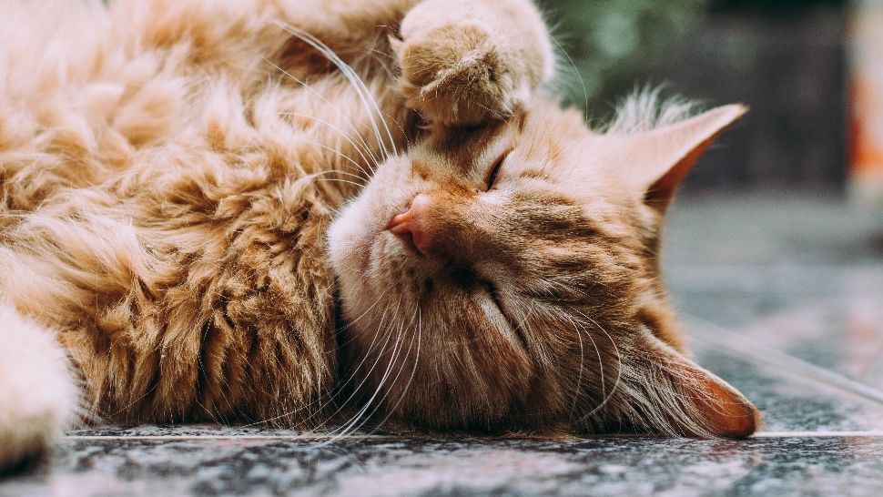 Tu știi ce zodie este pisica ta? Semnele la care trebuie să fii atent - Îi influențează masiv personalitatea