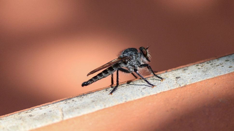 Cum recunoaștem țânțarul tigru? Ne poate infecta cu boli grave, inclusiv cu virusul West Nile!
