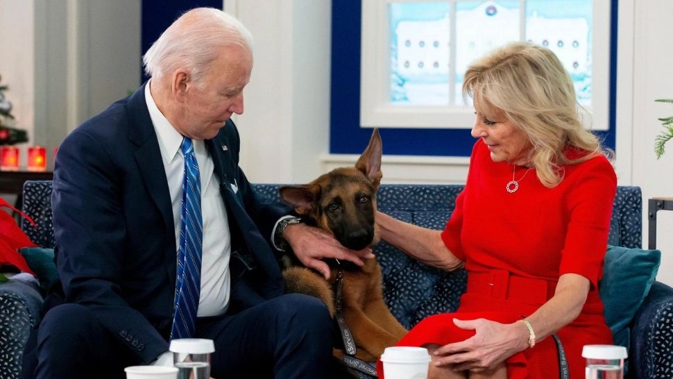 Commander, ciobănescul german al lui Joe și Jill Biden/ Foto: Profimedia