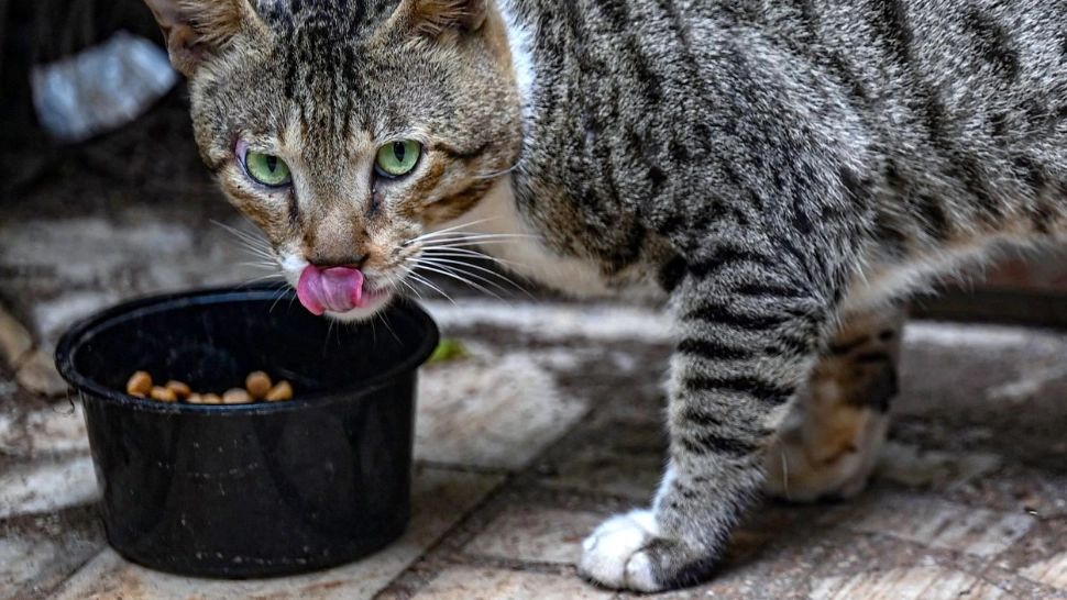Alimente pe care să nu i le dai pisicii, chiar dacă îi plac foarte mult