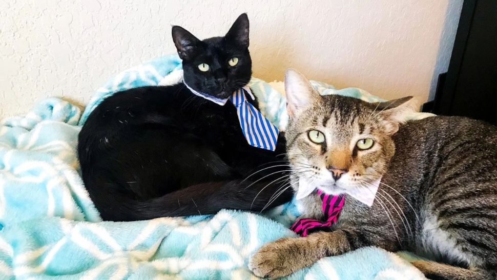 Pisicile cred că stăpânii sunt părinții lor. S-a dovedit științific