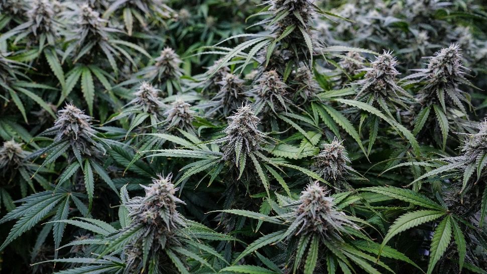 Proiectul de lege pentru dezincriminarea posesiei de canabis pentru consum propriu, raport negativ în Comisia juridică din Senat