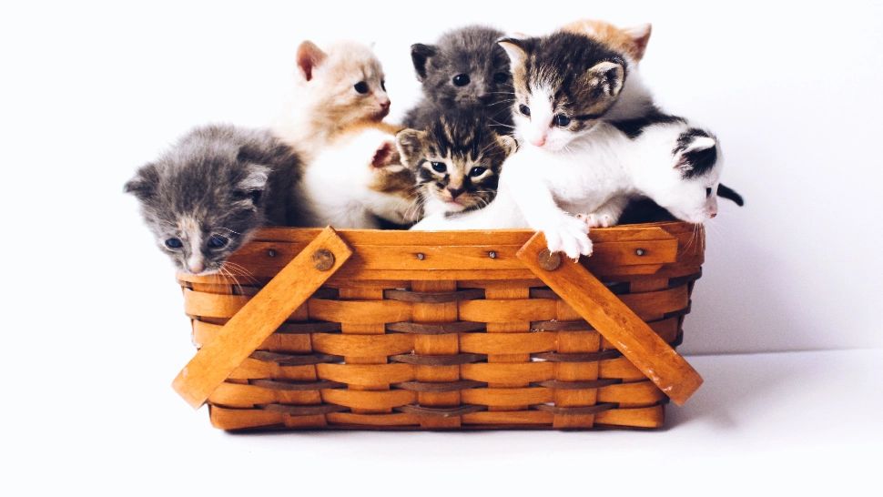 Pisicile pot ține energiile negative departe de casă! Ce semnificație are blana acestora /Foto: unsplash.com