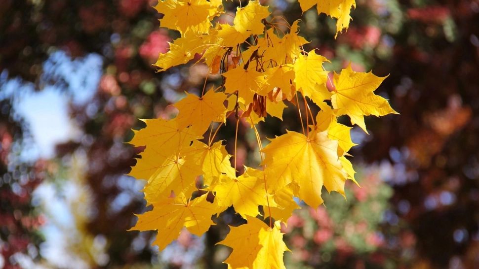 Prognoza meteo actualizată | Scad temperaturile BRUSC de luni - Cum va fi vremea în octombrie